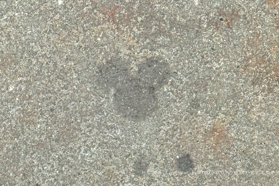 ノーチラスギフトの隠れミッキー